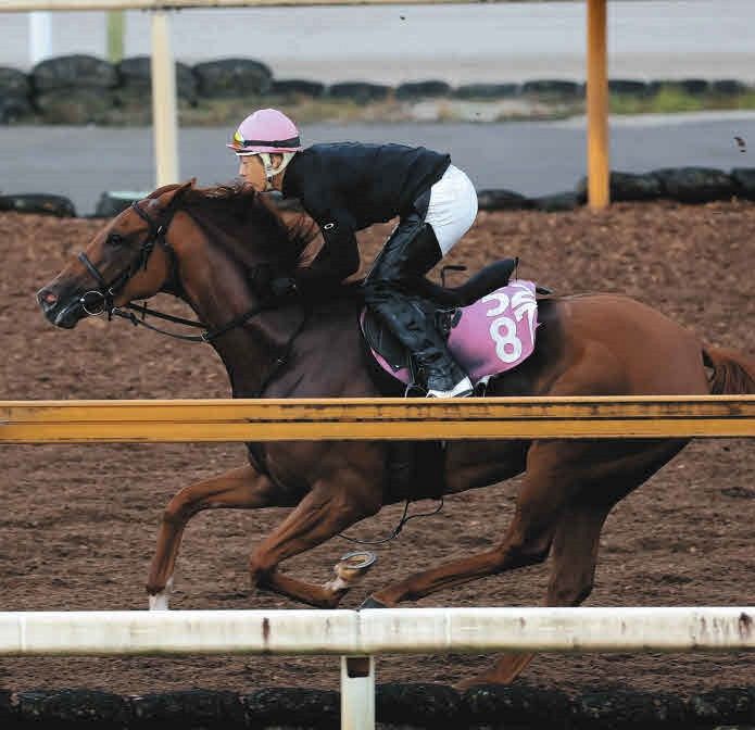 JRA 実使用 ゼッケン ローズステークス GⅡ GⅠ出走馬 タガノエルピーダ JRA 実使用 ゼッケン ローズステークス GⅡ GⅠ出走馬 タガノ