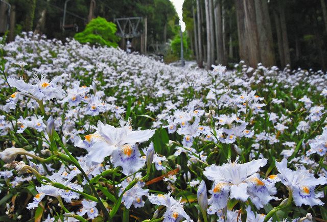 足元に白のシャガ絨毯 賤ケ岳リフト 中日新聞web