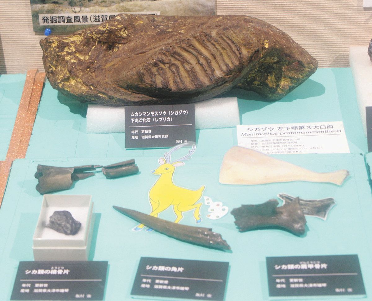 鉱物や化石、光る魅力 琵琶湖博物館で愛好家の収集品展：中日新聞Web