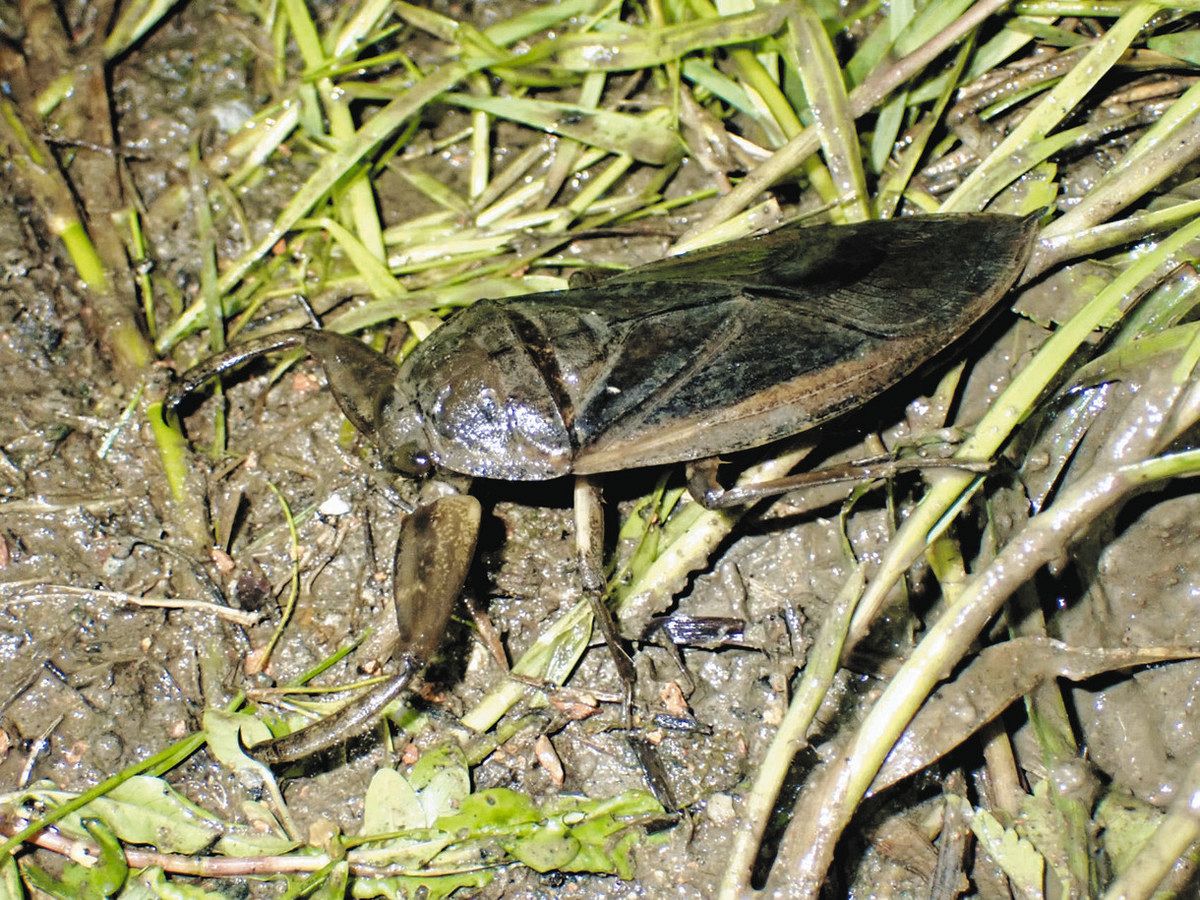 アクア・トトぎふだより＞タガメ 国内最大級の水生昆虫：中日新聞Web