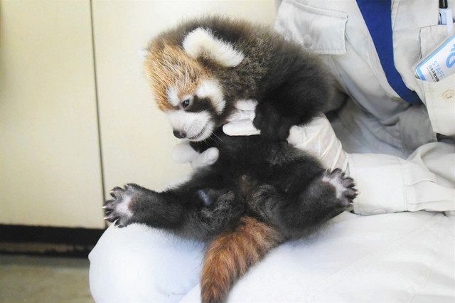 日本平動物園のレッサーパンダ赤ちゃん きょうから公開 中日新聞しずおかweb