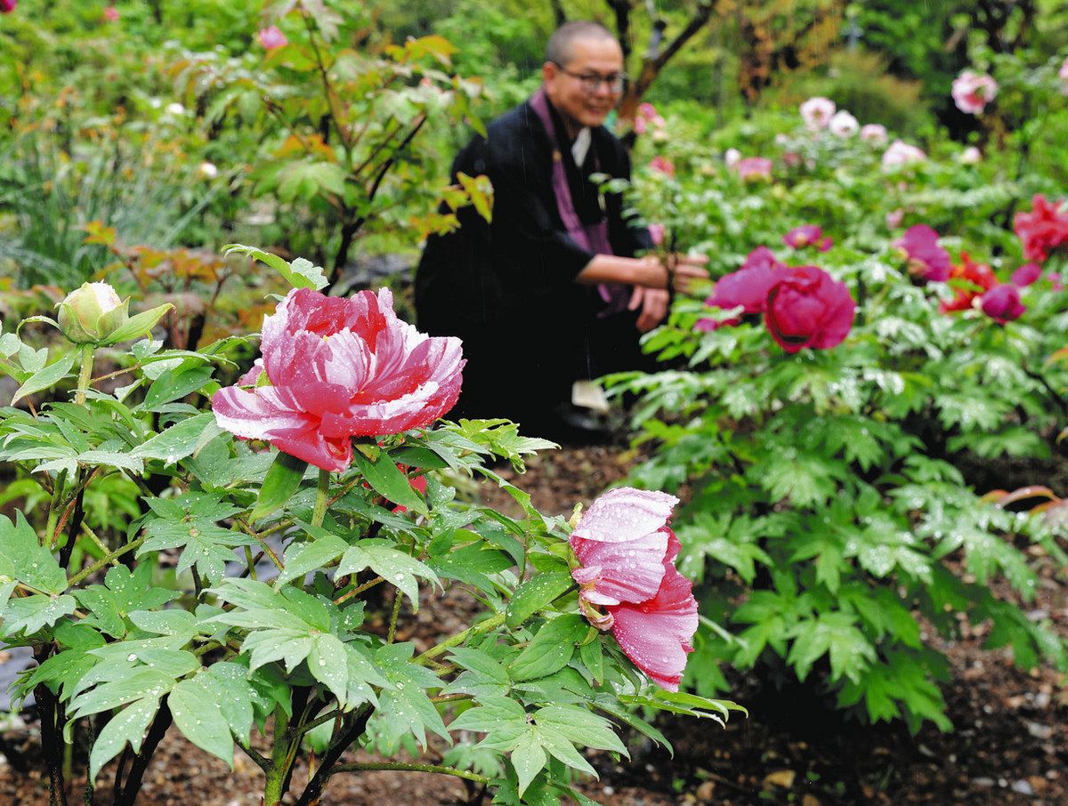 花の王様、大輪のボタンが見頃迎える 郡上・桂昌寺：中日新聞Web