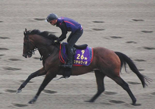 残念なステルヴィオの出走回避…札幌移動後の熱発が理由だが、そもそも『輸送熱』ってなんだ?:中日スポーツ・東京中日スポーツ