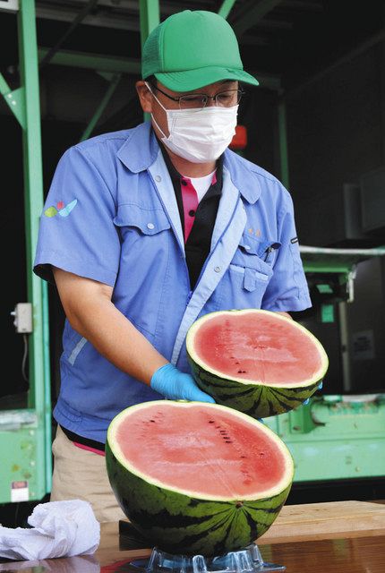 露地栽培スイカの出荷 松本で始まる 県内一の生産量 中日新聞web