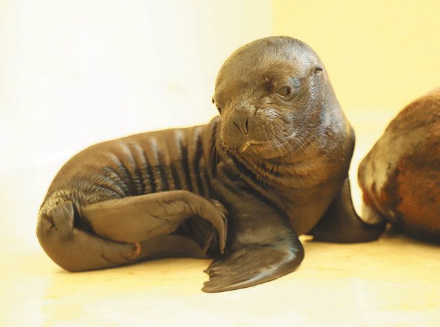 オタリアの赤ちゃんが鳥羽水族館で誕生 今年２頭目 中日新聞web