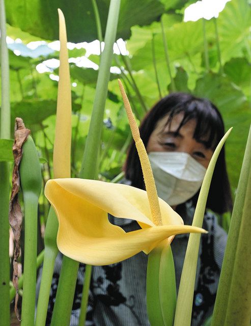 津 河芸でサトイモの花咲く 栽培の山崎さん １８年育てて初めて見た 中日新聞web