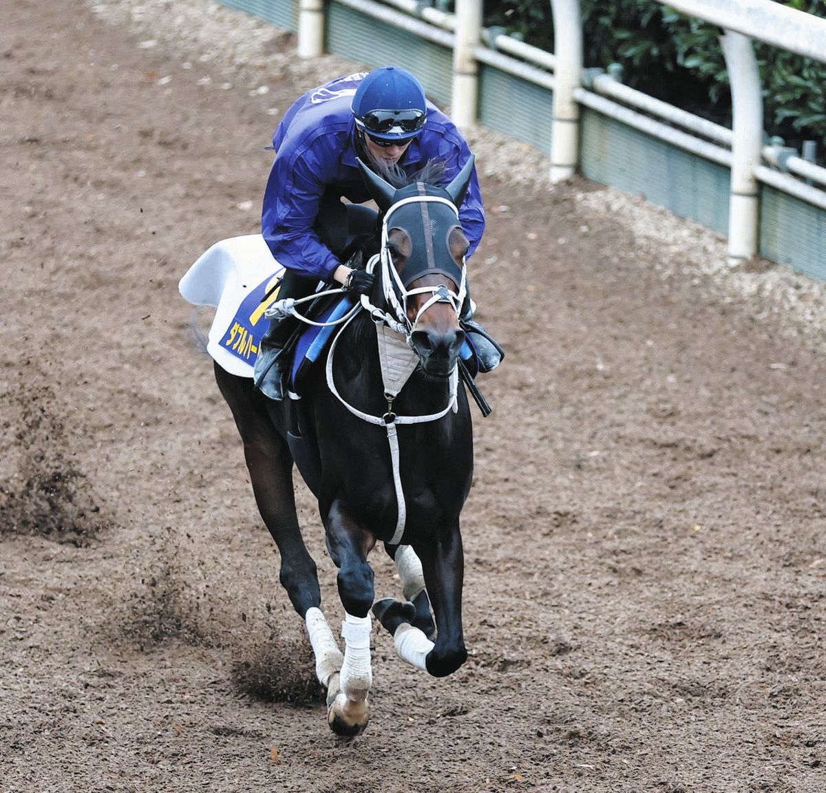 チャンピオンズC・枠順確定】みやこSをレコードVの快速牝馬ダブル