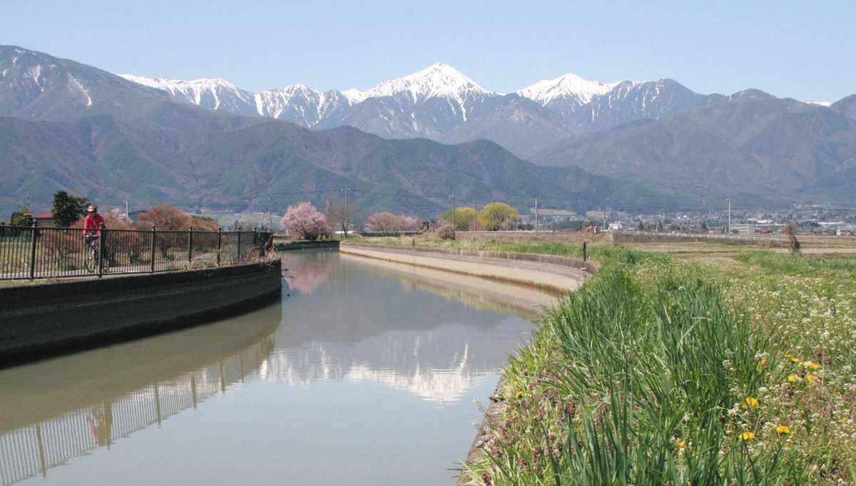 荒天一過、風雨に耐えた桜たち：中日新聞Web