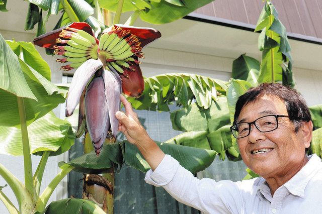 【バナナ】 丹精3年バナナが開花 西区の家庭菜園、越冬対策実る：中日新聞しずおかWeb