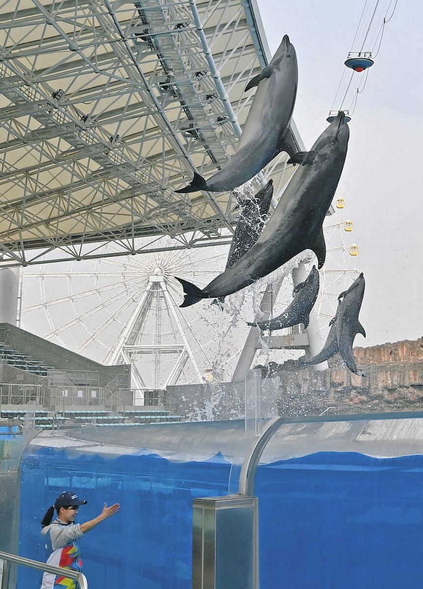 日本最大の水槽で躍動する姿を 名古屋港水族館、イルカパフォーマンス