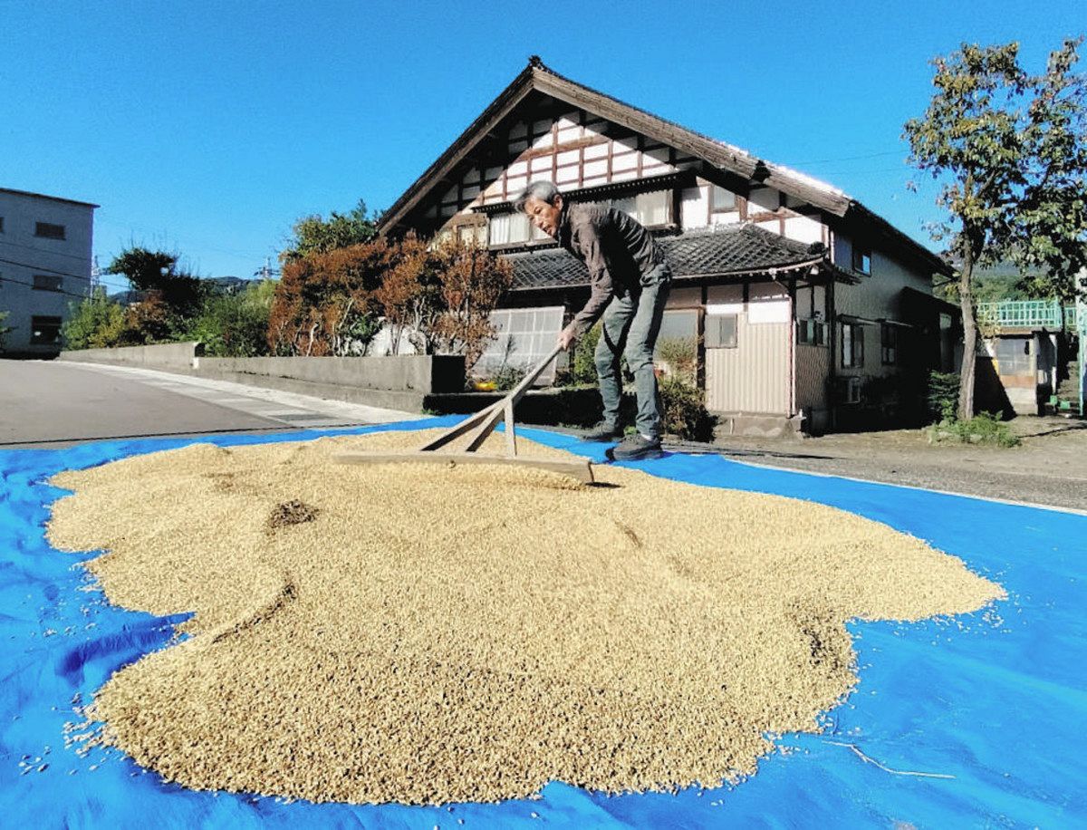 秋の真っ青な空の下、太陽の光をたっぷり浴びさせた天日のじか干し。陽光が米をおいしく仕上げてくれた＝富山県南砺市太美で