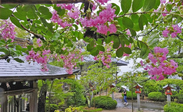 雨にぬれ鮮やか サルスベリ 敦賀市の常宮神社 日刊県民福井web