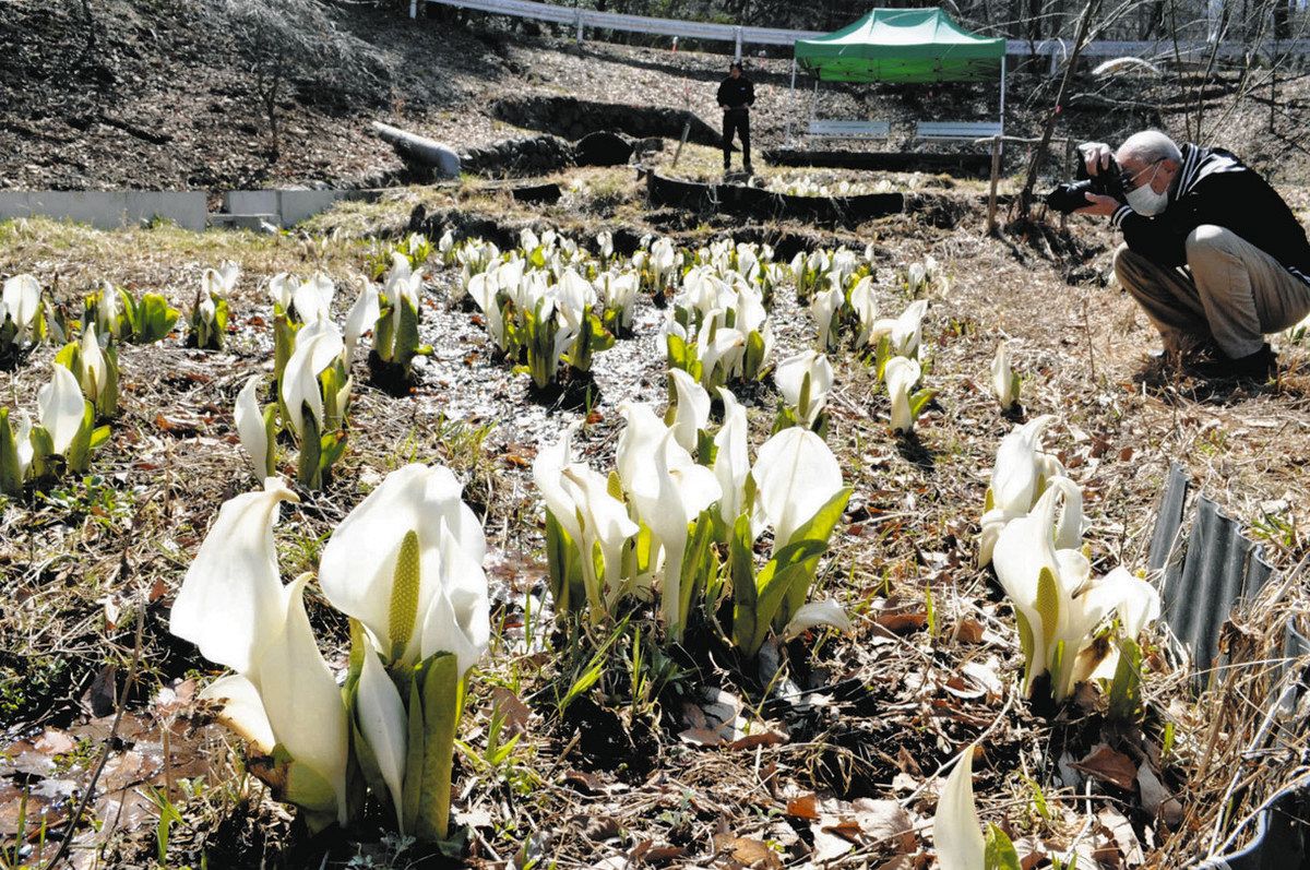 水辺に春の訪れ、4000株のミズバショウ咲く 塩尻・みどり湖の公園：中 