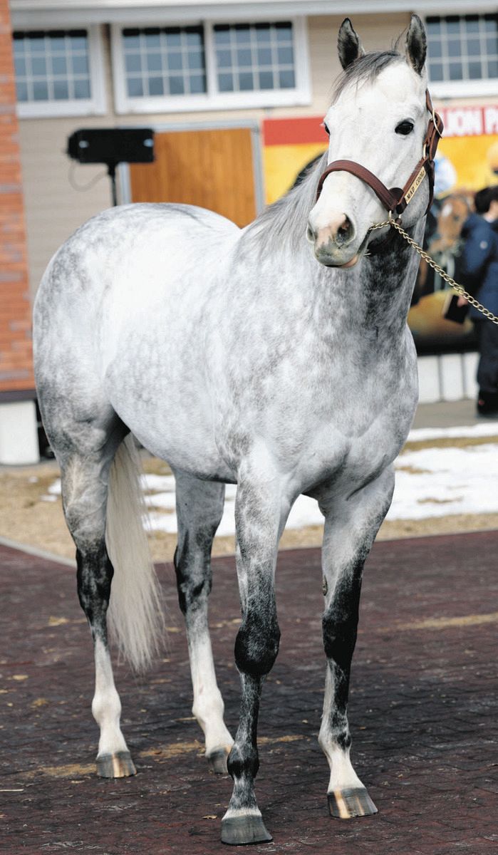 タスティエーラなど新種牡馬4頭展示 マッドクールの池添師「国内の