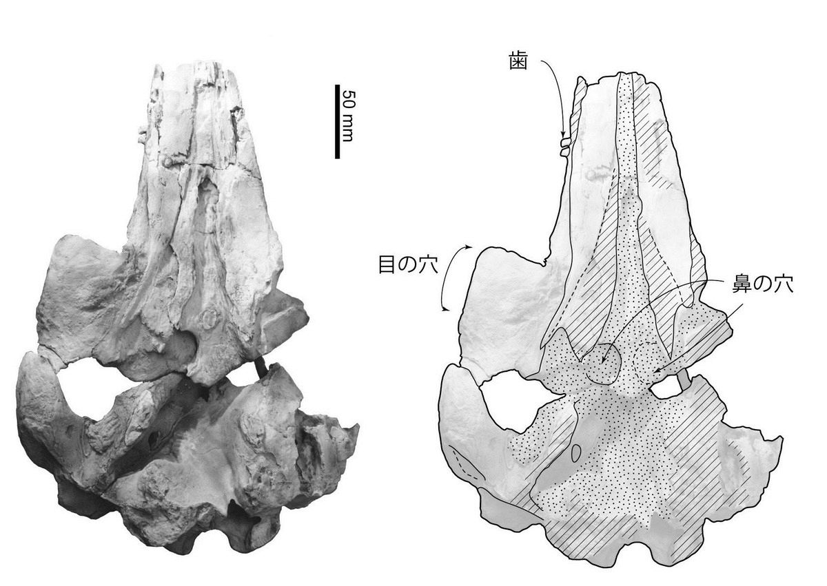 バタグルミ化石 ③ GJL339060 Genuine Mazda RUBBER NO.3,ENG.MTG GJL3
