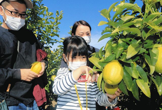 大きく育ったレモンの実を摘み取る親子連れ＝名古屋市守山区上志段味の東谷山フルーツパークで 