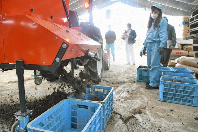 サトイモ株割り機械化 大野でクボタが実証試験：中日新聞Web