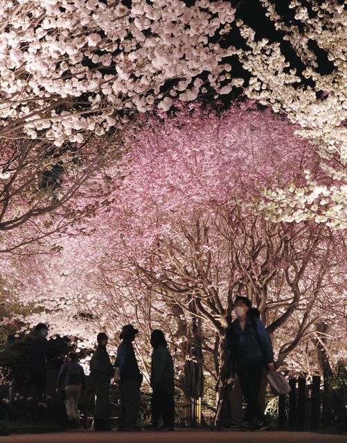 夜桜ライトアップ「宵の八重桜さんぽ」 東山動植物園で4月1日から