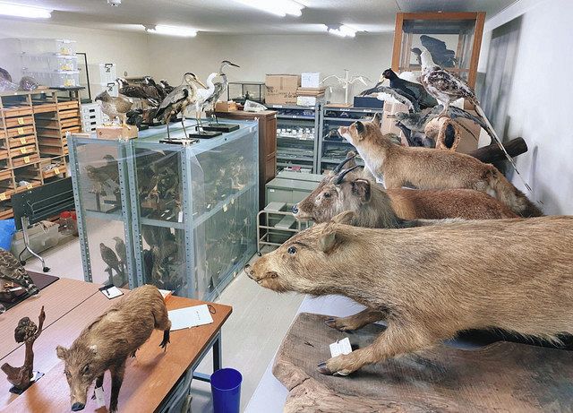 ２万２０００点以上の標本を保管する収蔵庫＝大野市の県自然保護センターで