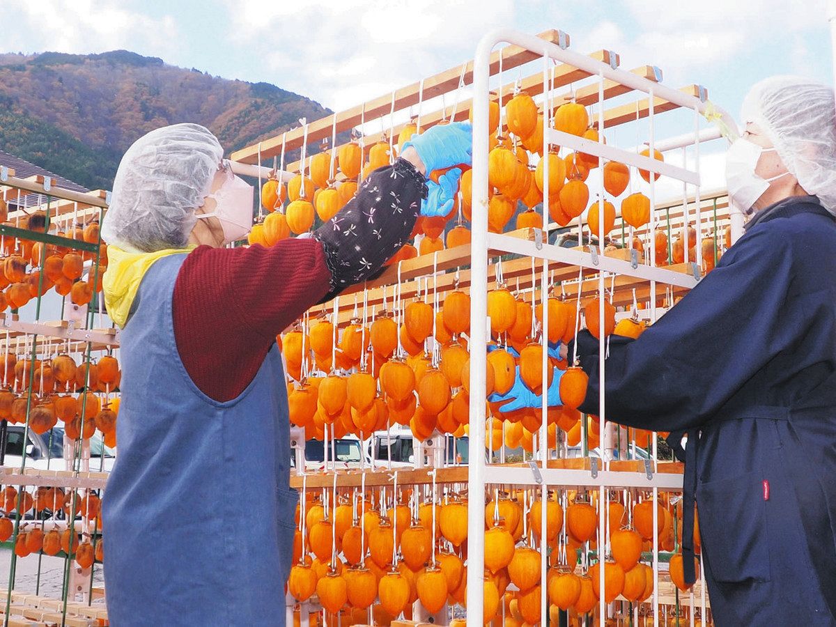 手もみで育む味と形 郡上・白鳥で延年蜂屋柿の天日干し：中日新聞Web