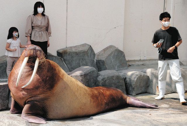 セイウチ「キック」公開トレーニング開始へ 南知多ビーチランド：中日