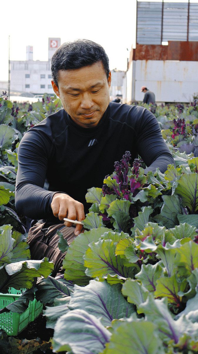 紫色のスティックブロッコリー「パープルリシャス」 岐阜の加藤さん