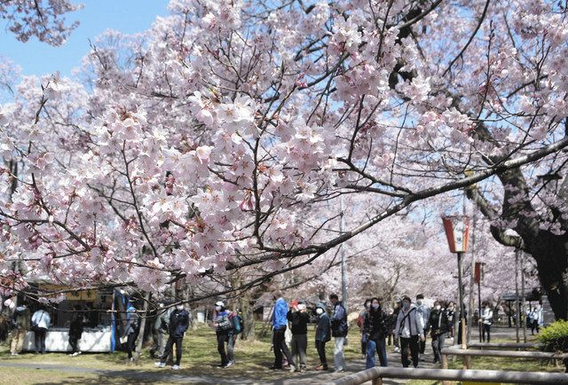 高遠城址公園 サクラ満開に 2日からライトアップ 中日新聞web 高遠城址公園 サクラ満開に 2日からライトアップ 中日新聞web