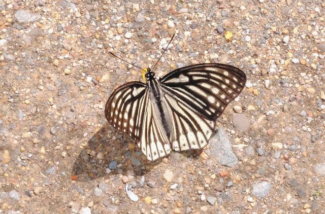 特定外来生物「アカボシゴマダラ」 三ケ日で生態系の乱れ懸念：中日