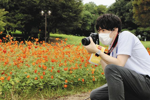 コスモス畑色づき始める 海津 木曽三川公園センター 中日新聞web