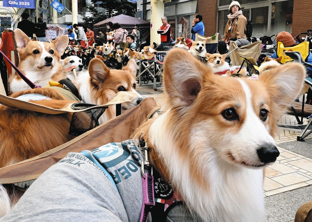 コーギー114匹が柳ケ瀬に集合！ 県内外の飼い主が撮影やゲーム楽しむ