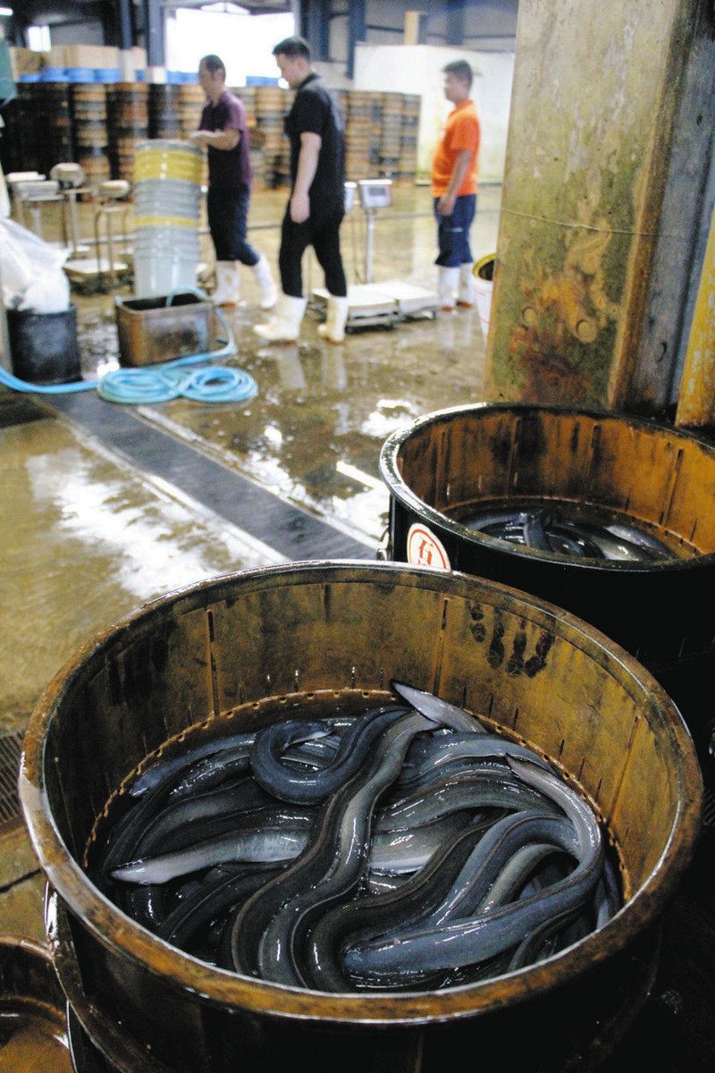 秋の消費も“ウナギのぼり”に 11月22日を「三河一色うなぎの日」に制定：中日新聞Web