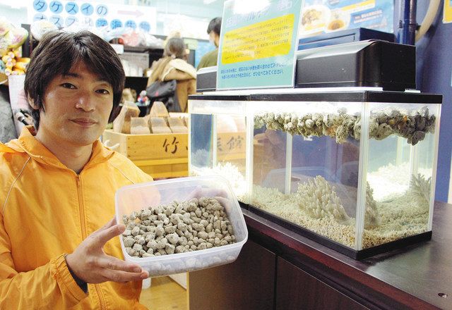 漂着した噴火軽石の実物展示 蒲郡・竹島水族館、1月31日まで：中日