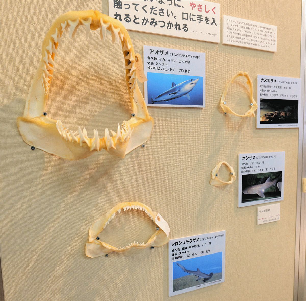 海の〇〇」鳥羽に集めました！ サメや海藻…「異名」から知る企画展：中 