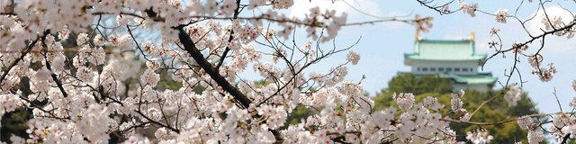 愛知の桜 表情いろいろ ｗｅｂでお花見 中日新聞web