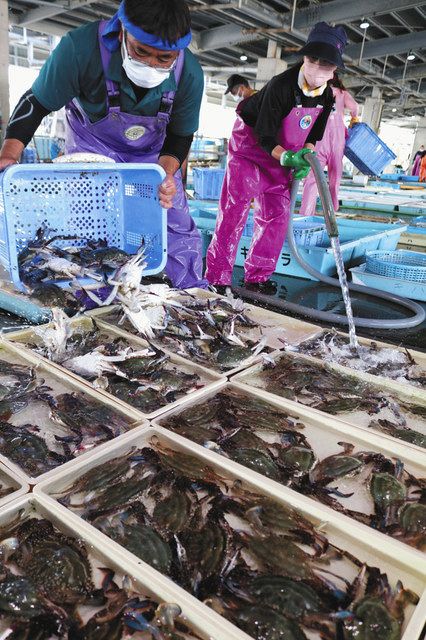 食卓ものがたり ワタリガニ 愛知県南知多町 中日新聞web