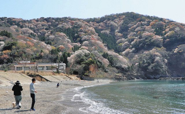 神子の山桜満開 若狭町：日刊県民福井Web