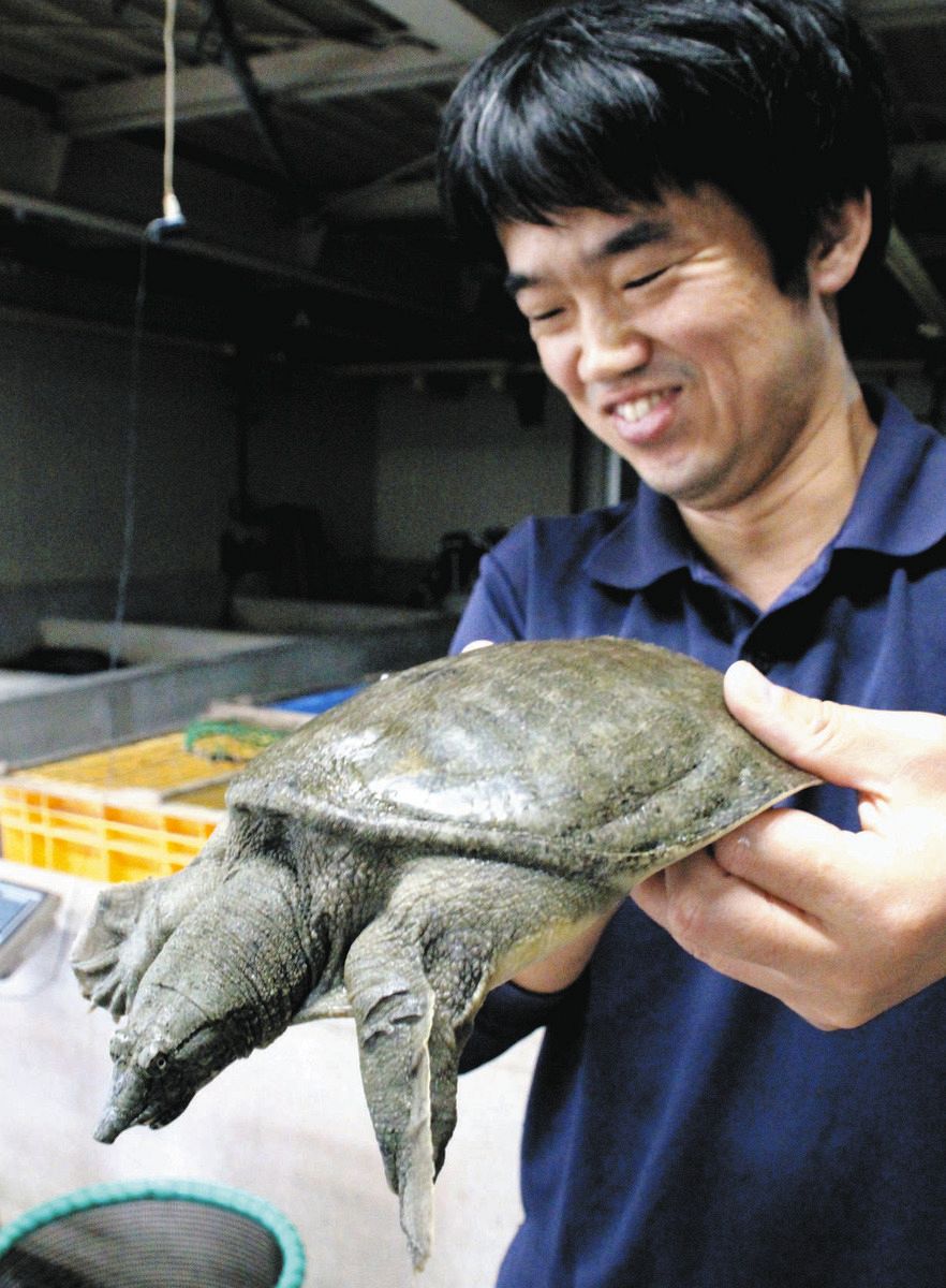 見た目裏切る繊細な味 スッポン（浜松市）＜食卓ものがたり＞：中日新聞Web