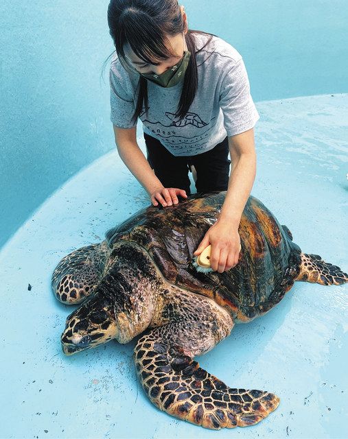 甲羅磨いて「待ってるよ」 紀宝のウミガメ公園、職員らプール掃除：中