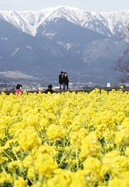雪山を背景に早春の使者 守山で早咲き菜の花見頃 中日新聞web