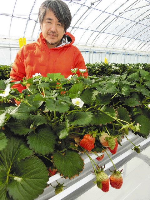 イチゴ栽培 先進的に 小矢部の宇川農産 スマホで水や栄養液 北陸中日新聞web