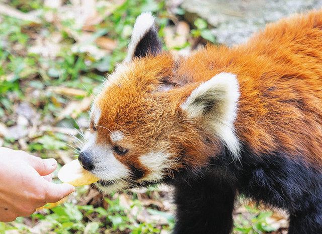 高齢 風太 体調不良でお休み中 千葉動物公園レッサーパンダ 中日新聞web 高齢 風太 体調不良でお休み中 千葉動物公園レッサーパンダ 中日新聞web