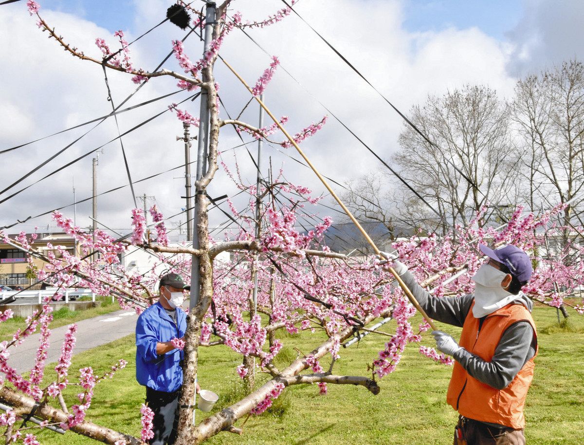 加納花 桃の花にせっせと授粉 豊田・猿投地区：中日新聞Web