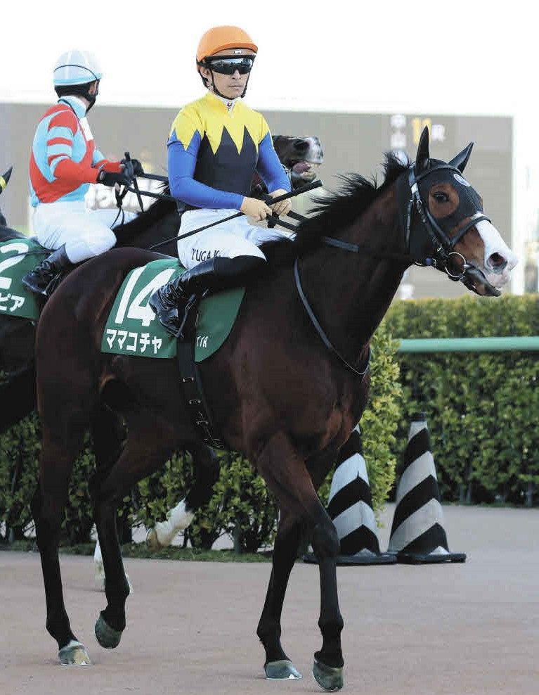 有力馬の動向】ママコチャは高松宮記念へ、ドバイゴールデンシャヒーン