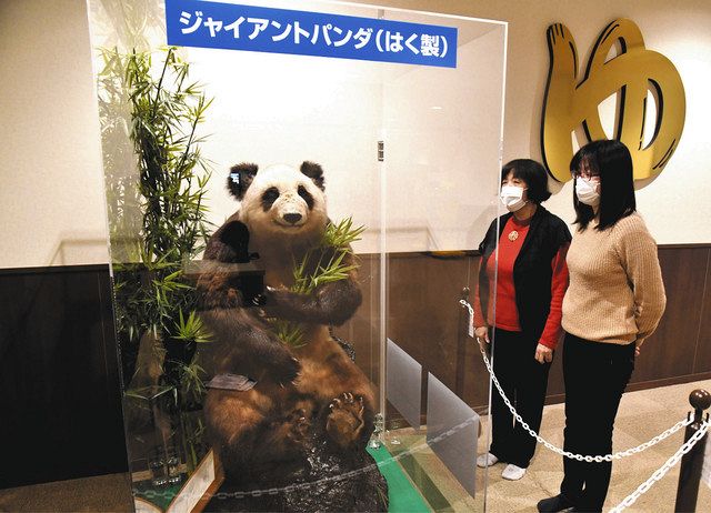 入浴客をパンダが出迎え 蟹江 尾張温泉 剥製だけど 本物みたい 中日新聞web