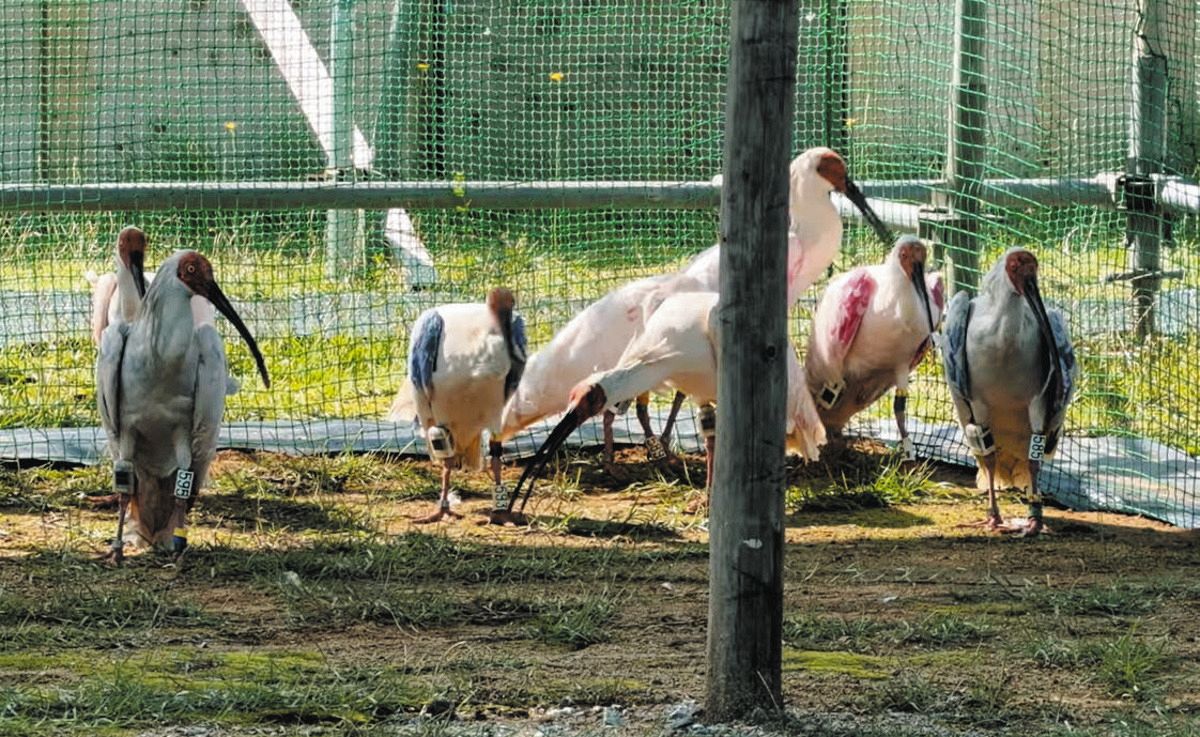 佐渡から中能登町の仮設ケージに到着 本州2回目の放鳥トキ10羽：北陸中