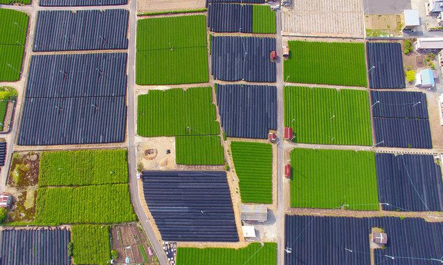 茶畑 薫る風の呼吸 三重・四日市の茶畑、収穫最盛期：中日新聞Web