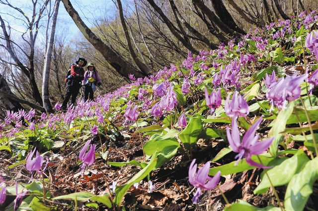 石川】森林にカタクリ かれん 白山・瀬波 珍しい白い花も：北陸中日新聞Web