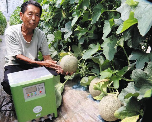 電解水素水で甘～いメロン 草津・横江農園：中日新聞Web