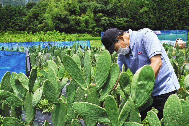 サボテン料理で夏バテ防止 春日井の業者、ブランド化目指す：中日新聞Web