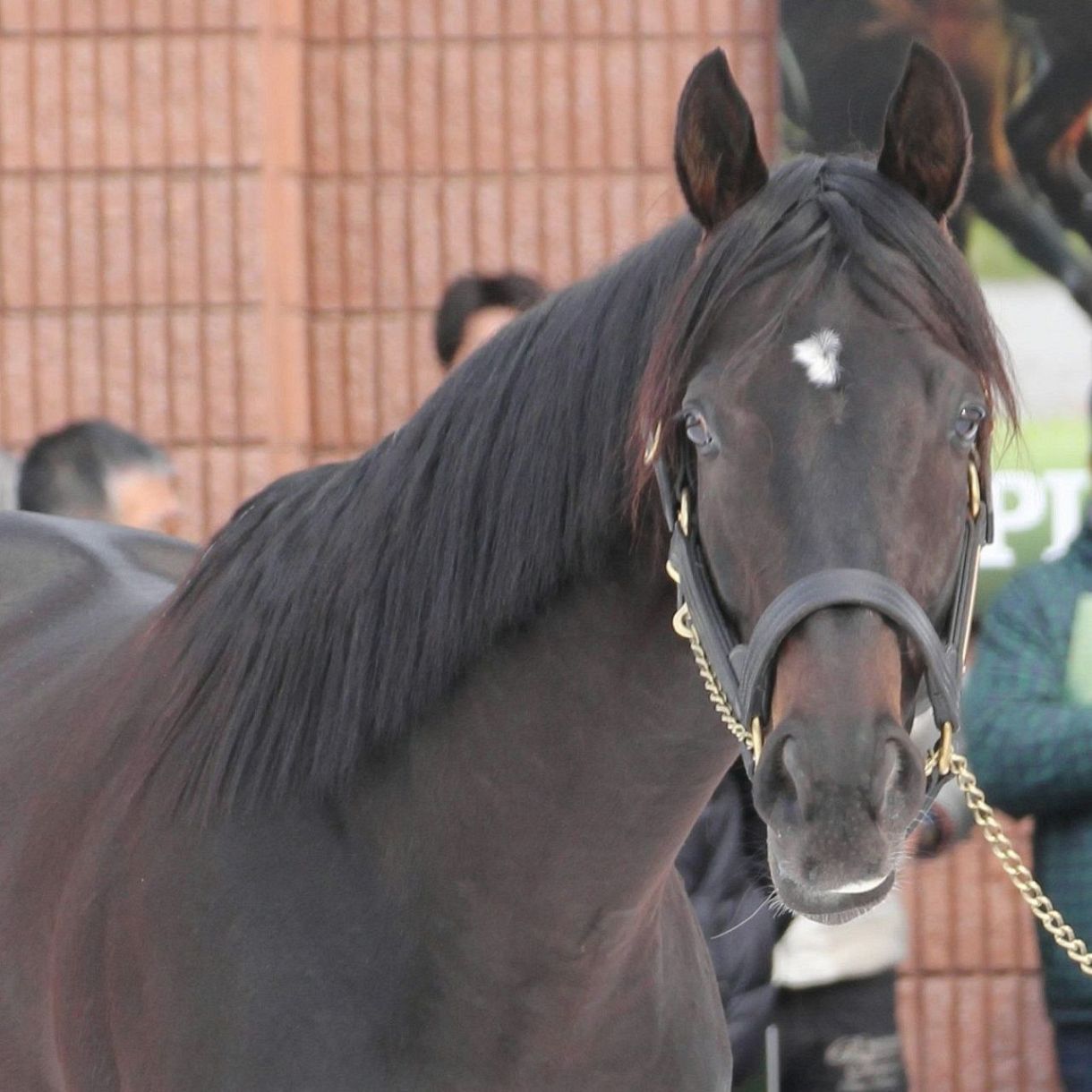 キズナ キャップ 2024年リーディングサイアー キズナ キャップ 2024年リーディングサイアー 2024年距離別